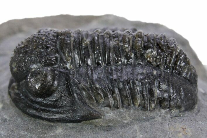 Detailed Gerastos Trilobite Fossil - Morocco #347353